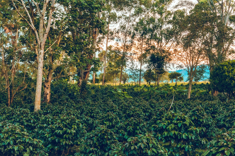 Colombia Huila Agustino Forest - AAA - 33485-1 - 70.3 kg GrainPro Bags - SPOT SEAFORTH