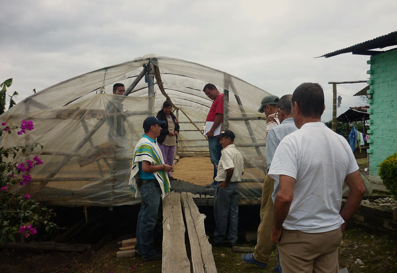 Colombia Huila Agustino Forest - 29580 - 35.0 kg GrainPro Bags - SPOT SHANGHAI