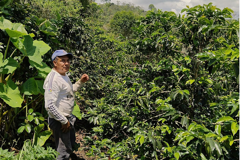 Colombia Huila Agustino Forest - 32088-4 - 70.1 kg GrainPro Bags - SPOT RCWHSE