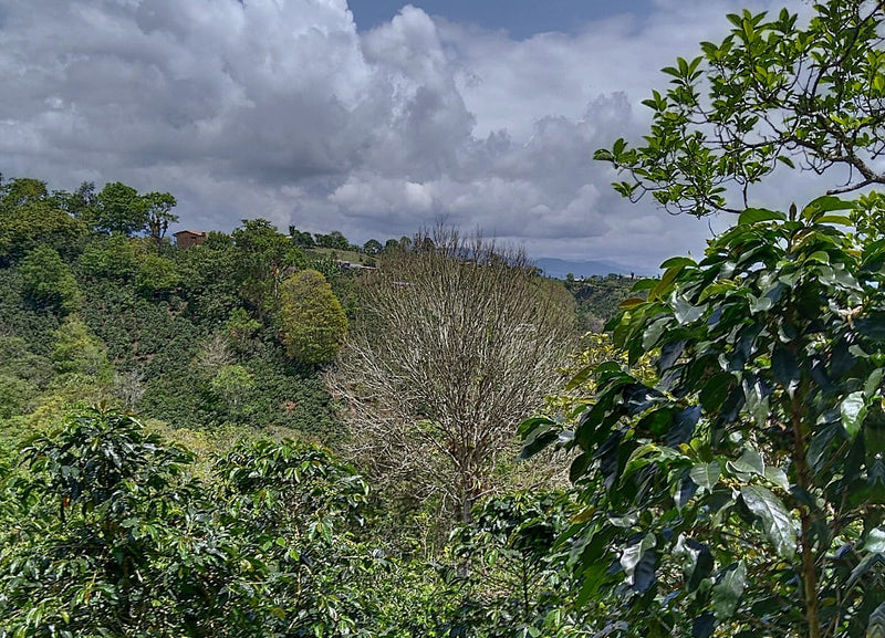 Colombia Huila Agustino Forest - AAA - 33485 - 70.3 kg GrainPro Bags - SPOT RCWHSE