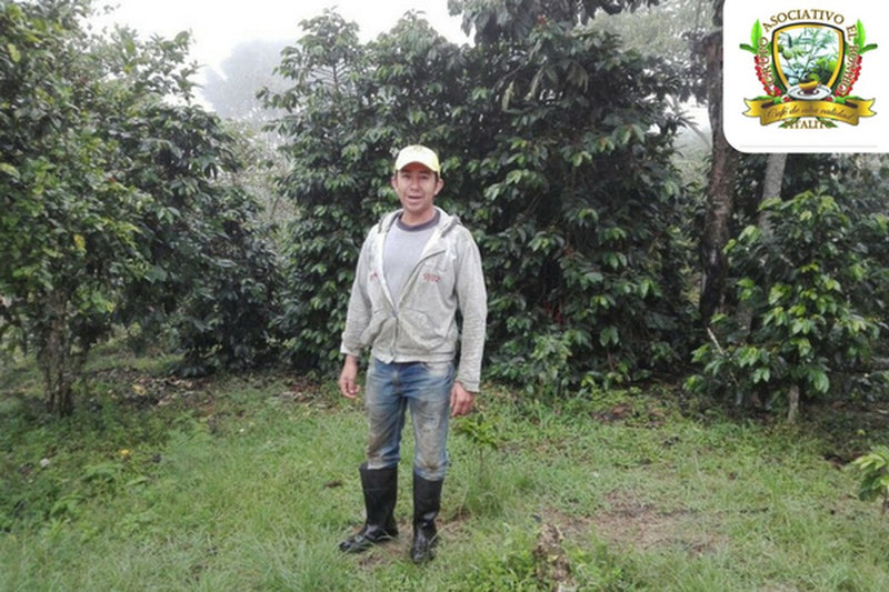 COLOMBIA ORGANIC HUILA PITALITO ASOBOMBO - 29205 - 69.8 kg Bags - SPOT RCWHSE