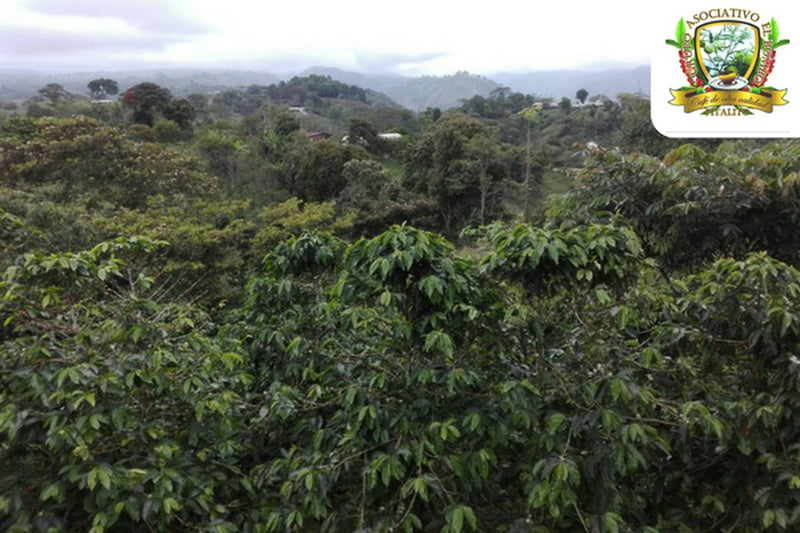 COLOMBIA ORGANIC HUILA ASOBOMBO - 30911 - 69.9 kg GrainPro Bags - SPOT RCWHSE