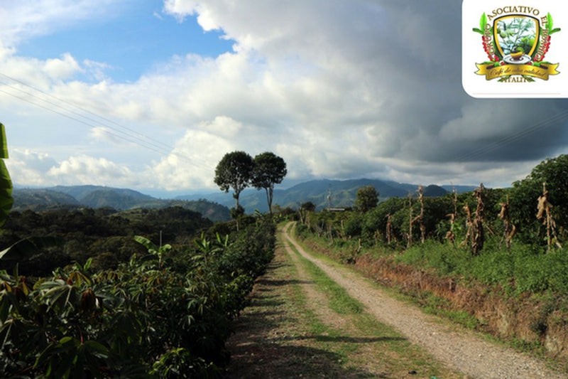 COLOMBIA ORGANIC HUILA ASOBOMBO - 31877 - 70.1 kg GrainPro Bags - SPOT RCWHSE