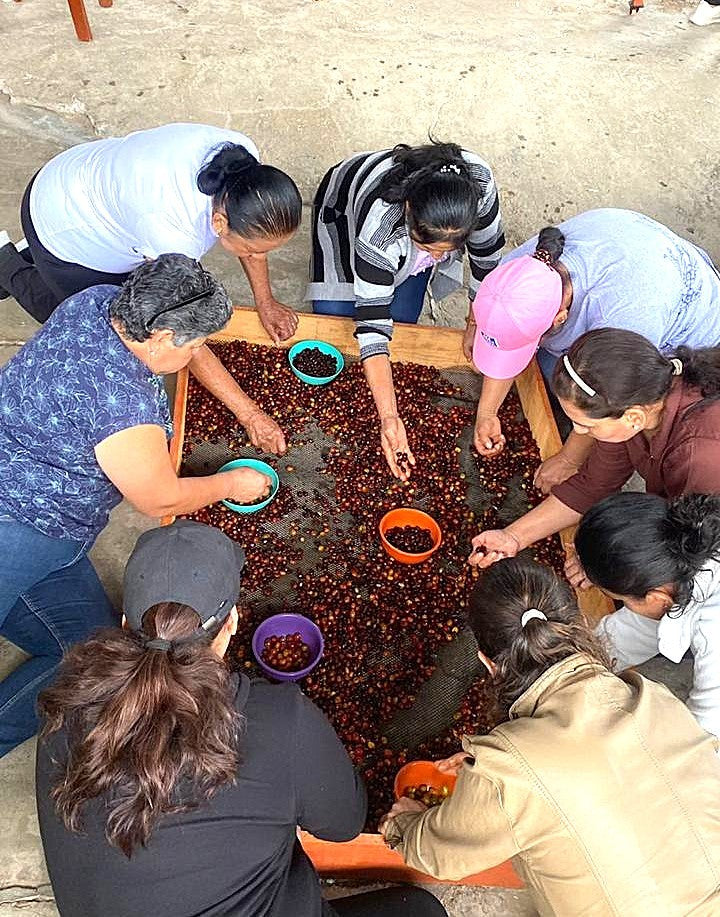 Colombia Huila Asprotimana Women's Coffee - 41484 - GrainPro Bags - September 2026 Shipment - RCWHSE