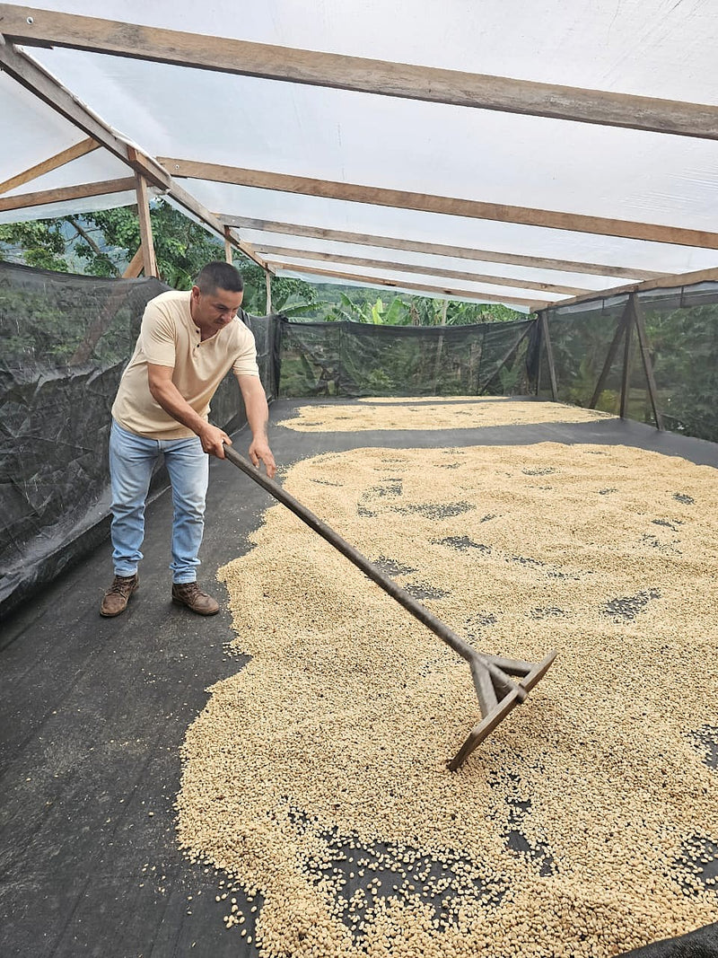 Colombia Huila Bourbon Sidra - 35996 - 70.3 kg GrainPro Bags - SPOT RCWHSE