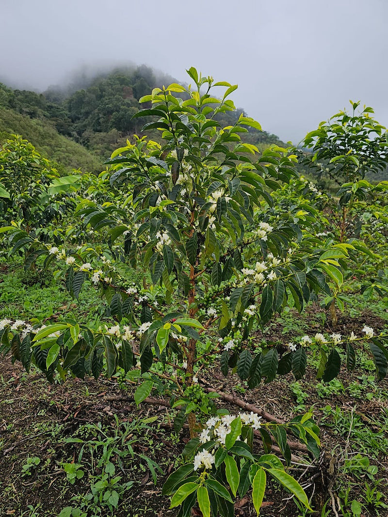 Costa Rica Dota Bryan Rivera Natural Red Bourbon - 42045 - GrainPro Bags - April 2027 Shipment - RCWHSE
