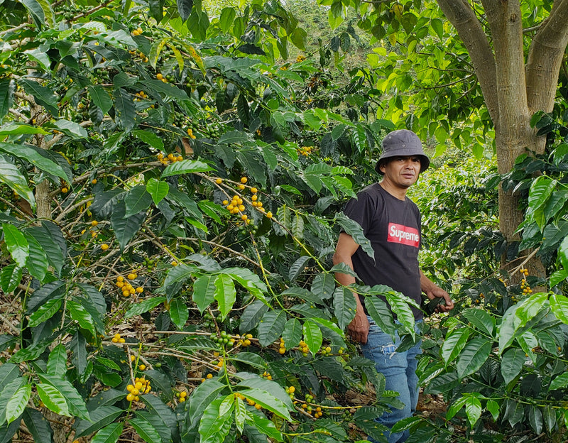 Colombia Huila Colombia Amarillo - 36009 - 70.1 kg GrainPro Bags - SPOT RCWHSE