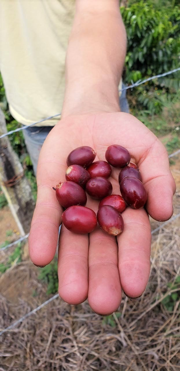 Colombia Huila Double Fermentation Honey Pacamara - *50487* - 25052 - GrainPro Bags - SPOT RCWHSE