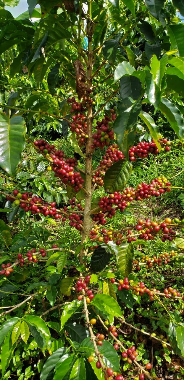 Colombia Huila Double Fermentation Honey Pacamara - *50487-2* - 25054 - GrainPro Bags - SPOT RCWHSE