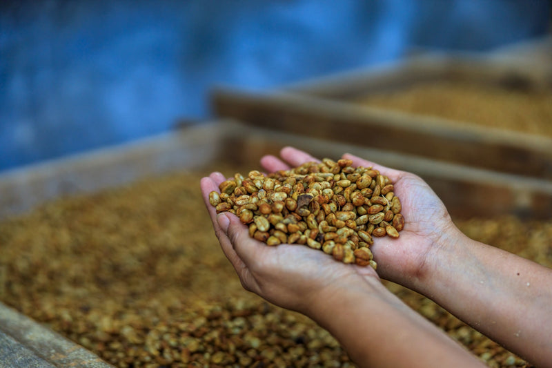 Colombia Huila Double Fermentation Honey Pacamara - *50487-2* - 25054 - GrainPro Bags - SPOT RCWHSE