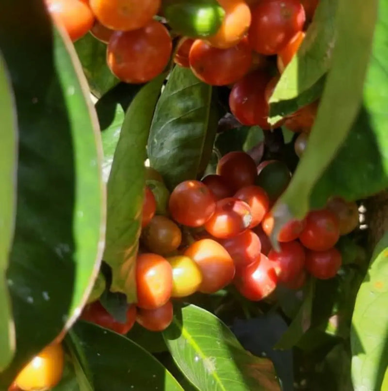 Colombia Huila Eduardo Armero Pink Bourbon - 33513 - 35.2 kg GrainPro Bags - SPOT RCWHSE