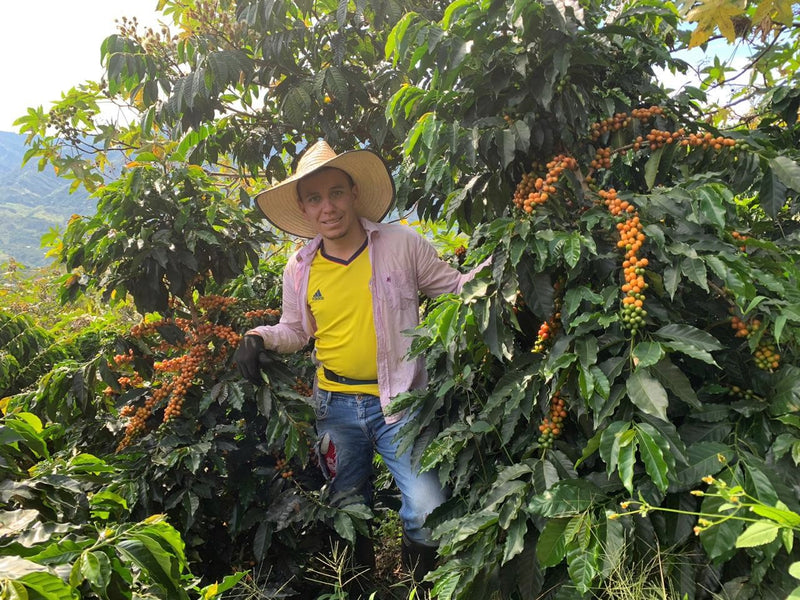 Colombia Huila El Amarillo 60 Hour Fermentation Yellow Bourbon - *50484-1* - 25060 - 70.3 kg GrainPro Bags - SPOT RCWHSE