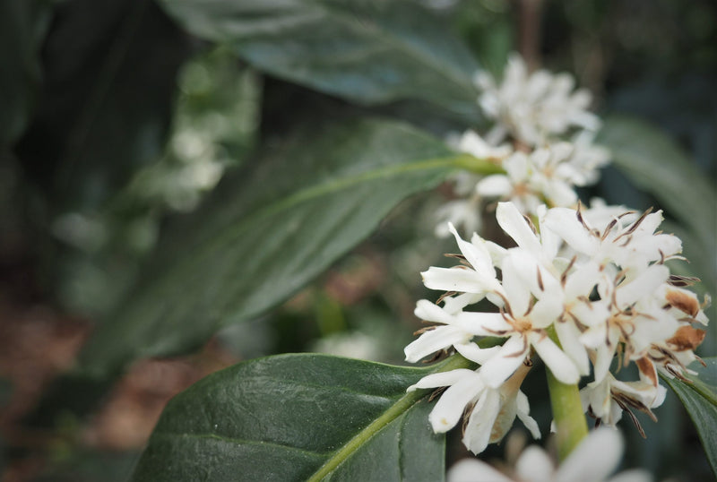 Colombia Huila El Amarillo 60 Hour Fermentation Yellow Bourbon - *50484-1* - 25060 - 70.3 kg GrainPro Bags - SPOT RCWHSE