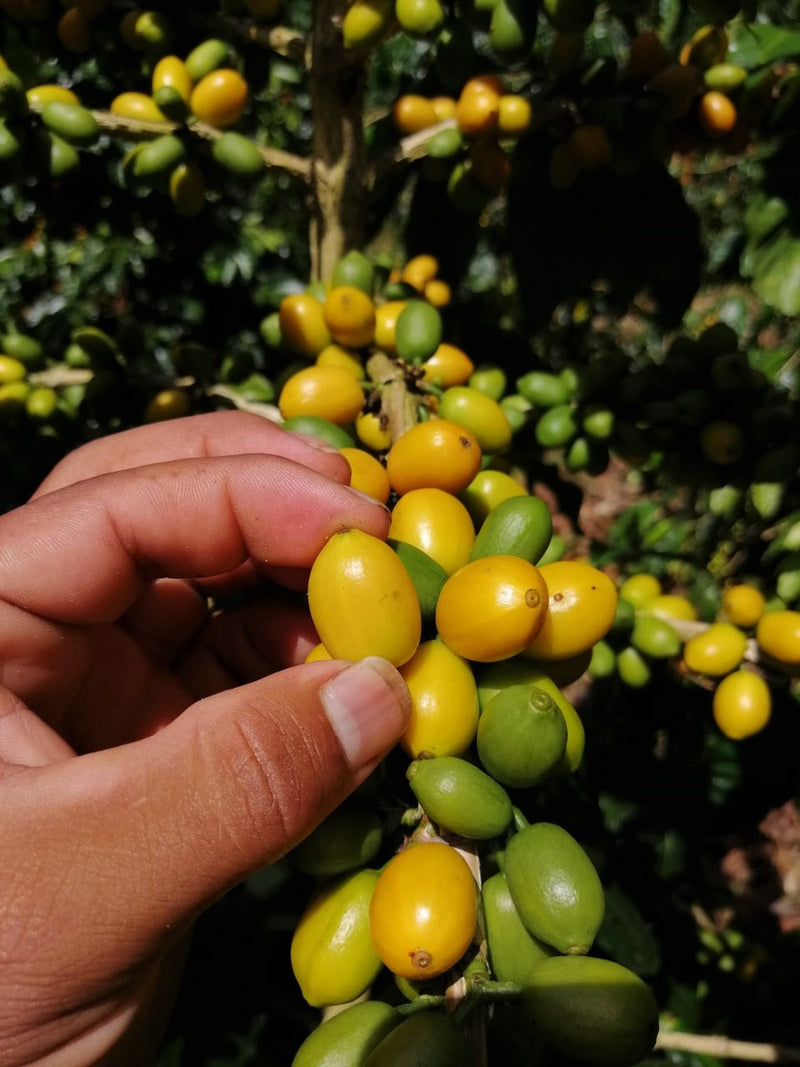 Colombia Huila El Amarillo 60 Hour Fermentation Yellow Bourbon - *50484-1* - 25060 - 70.3 kg GrainPro Bags - SPOT RCWHSE