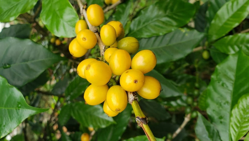 Colombia Huila El Amarillo 60 Hour Fermentation Yellow Bourbon - *50484-1* - 25060 - 70.3 kg GrainPro Bags - SPOT RCWHSE