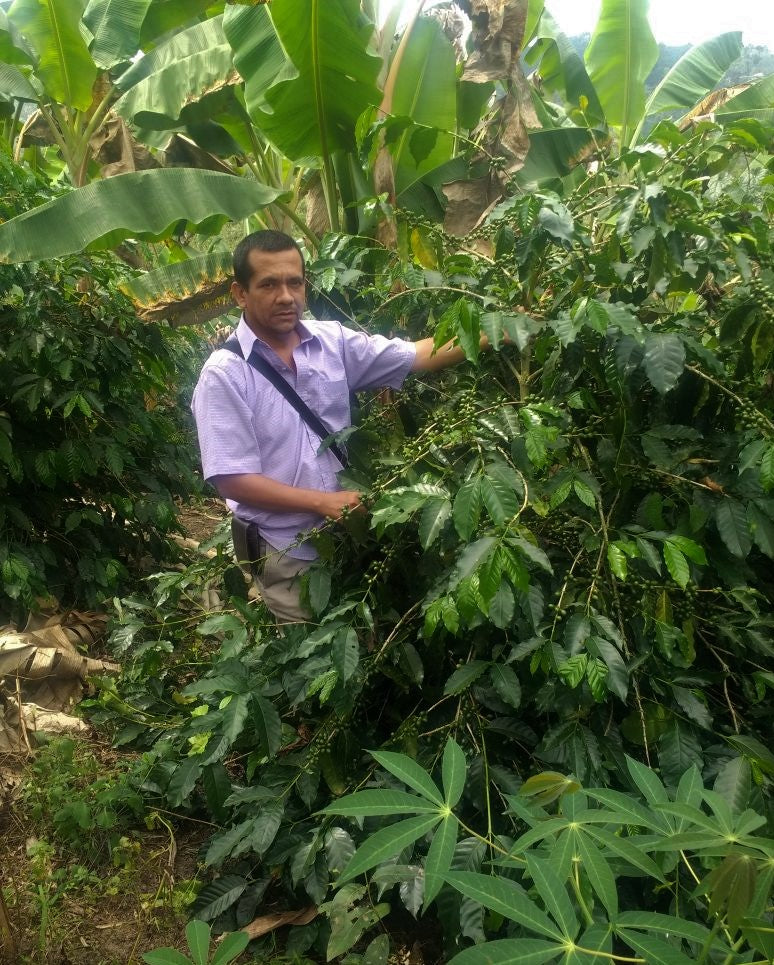 Colombia Huila El Cielo Natural Tabi - *50309* - 25882 - 70.2 kg GrainPro Bags - SPOT RCWHSE