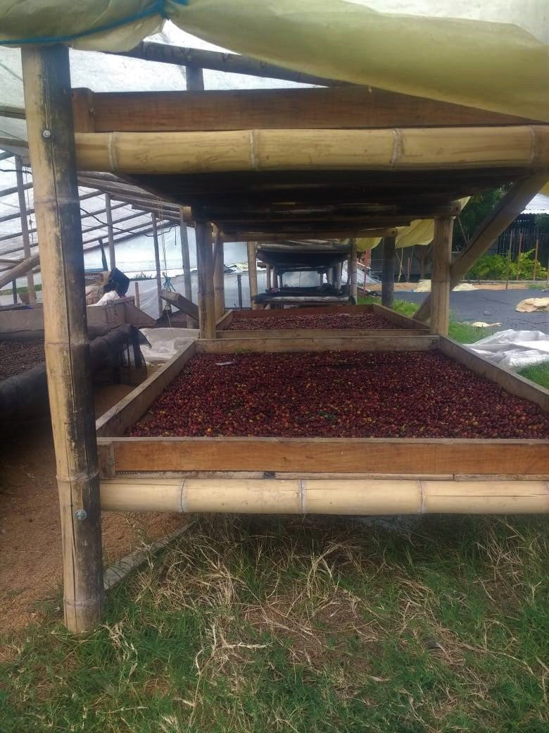 Colombia Huila El Cielo Natural Tabi - *50309* - 25882 - 70.2 kg GrainPro Bags - SPOT RCWHSE
