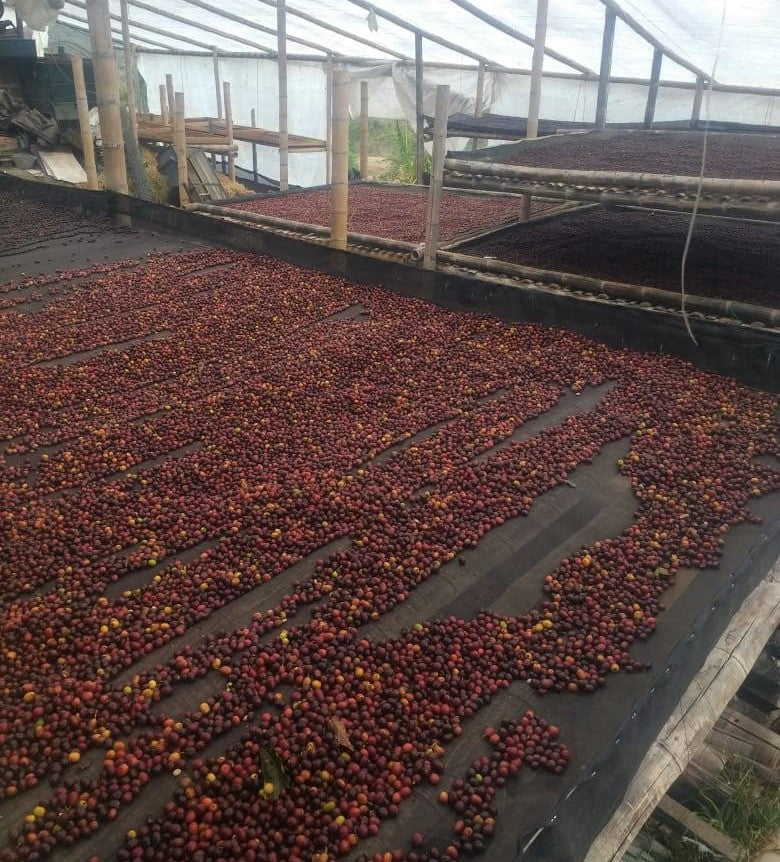 Colombia Huila El Cielo Natural Tabi - *50309* - 25882 - 70.2 kg GrainPro Bags - SPOT RCWHSE
