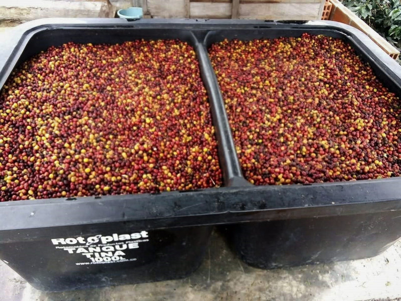 Colombia Huila El Cielo Natural Tabi - *50309* - 25882 - 70.2 kg GrainPro Bags - SPOT RCWHSE