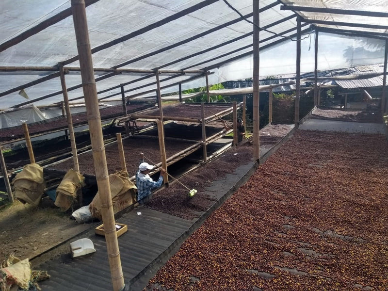 Colombia Huila El Cielo Natural Tabi - *50309* - 25882 - 70.2 kg GrainPro Bags - SPOT RCWHSE
