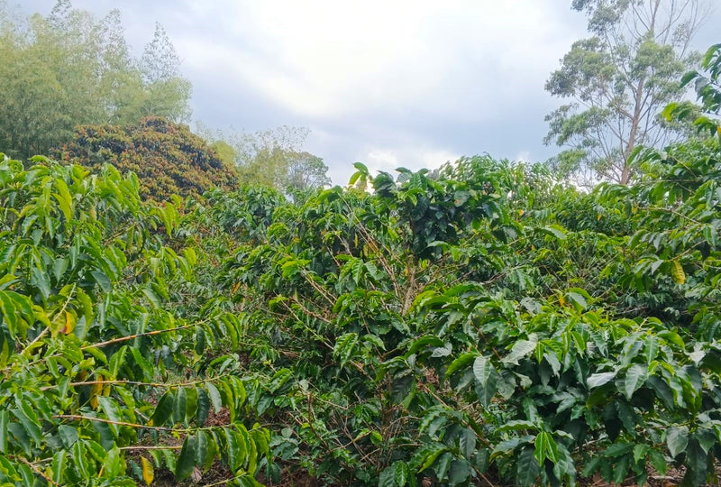 Colombia Medellin Excelso EP - 33621 - 70.0 kg Bags - SPOT RCWHSE