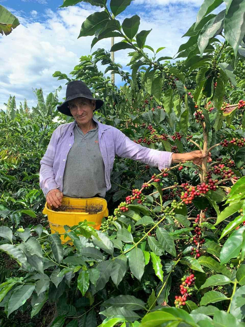 Colombia Huila Las Frutas - 29827 - 70.1 kg GrainPro Bags - SPOT RCWHSE