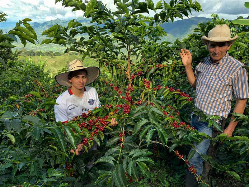 Colombia Huila Las Frutas - 36010 - 70.1 kg GrainPro Bags - SPOT RCWHSE