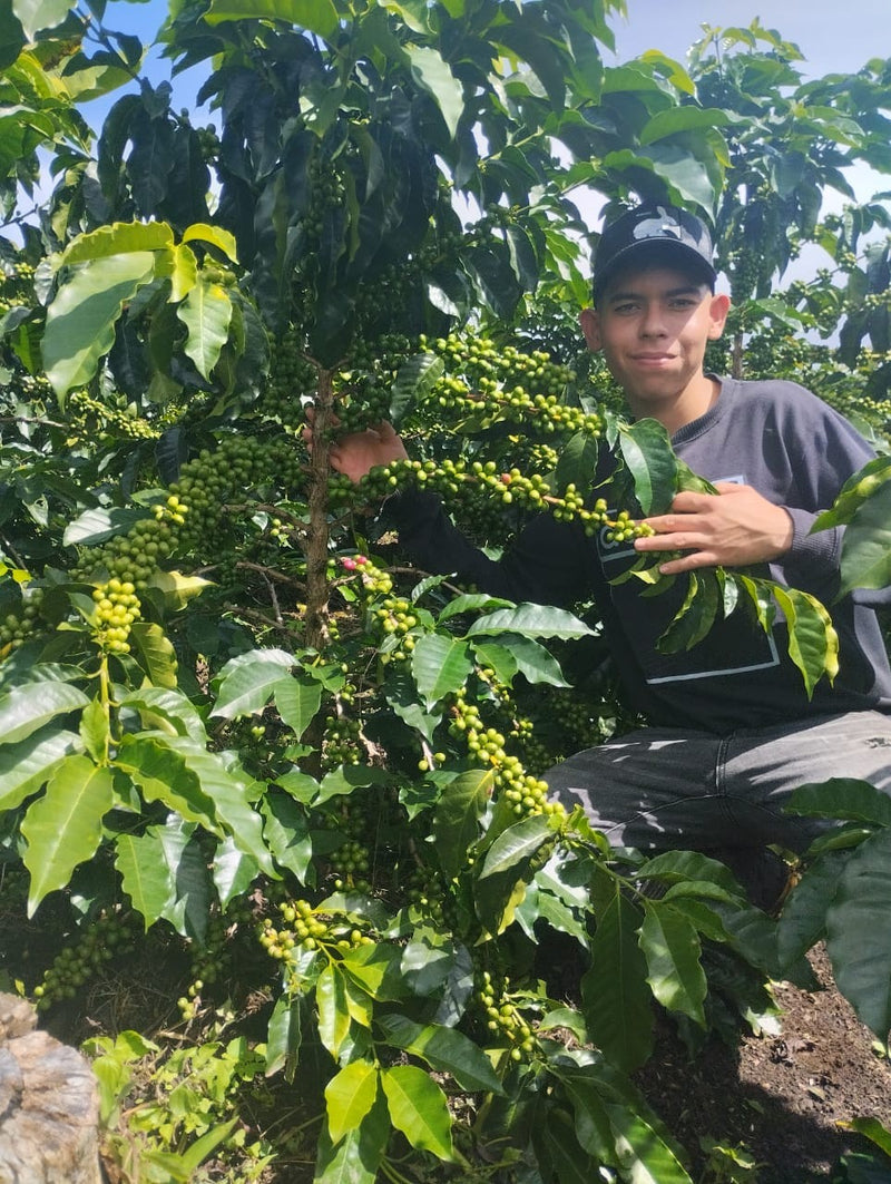 Colombia Huila Gesha Lime Lemon - 36003 - GrainPro Bags - SPOT RCWHSE