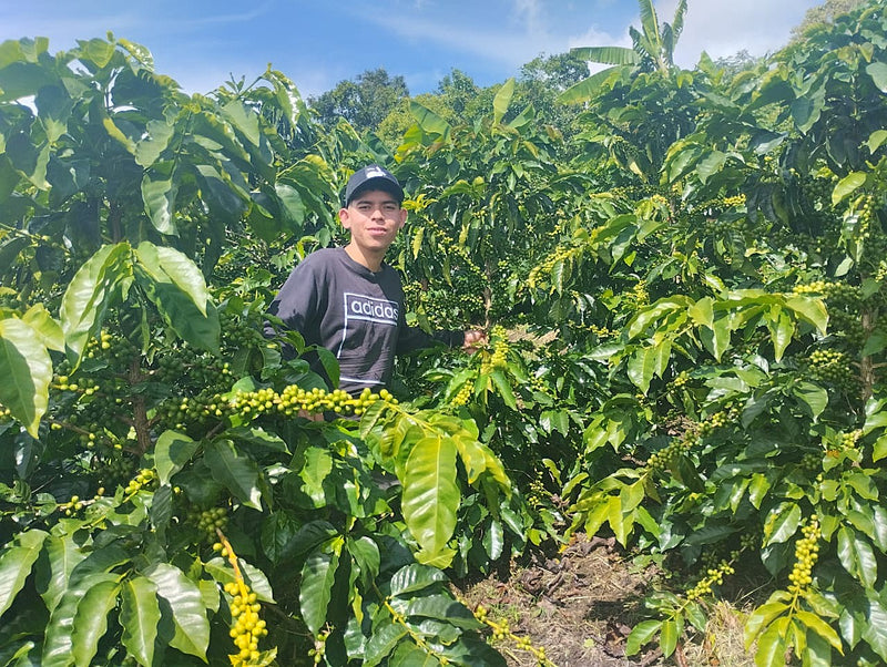 Colombia Huila Gesha Lime Lemon - 36003 - GrainPro Bags - SPOT RCWHSE