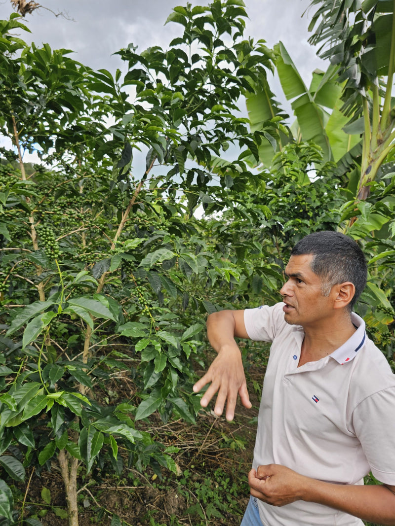 Colombia Huila Java Double Fermentation - 35998 - 70.2 kg GrainPro Bags - SPOT RCWHSE