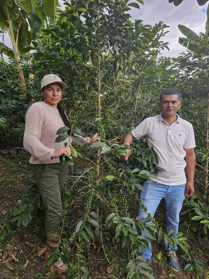 Crown Jewel Colombia Double Fermented and Washed Java Huila - 35998-1 - SPOT RCWHSE