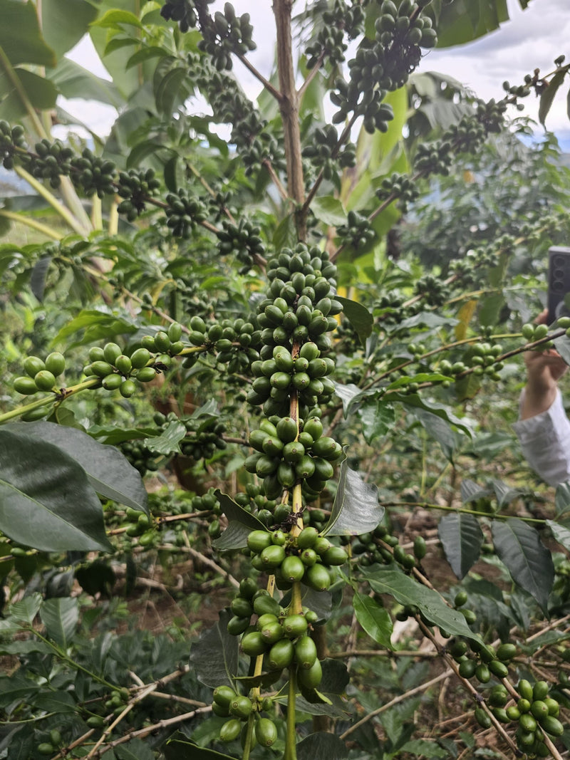 Guatemala Atitlan AAPOSA SHB EP - 37079 - Ecotact Bags - SPOT RCWHSE