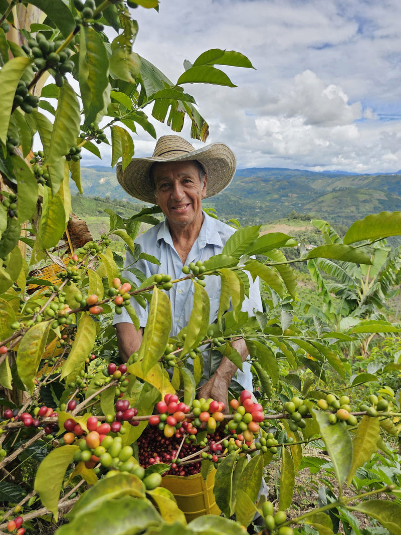 Colombia Huila La Argentina - 36007 - 69.8 kg GrainPro Bags - SPOT RCWHSE