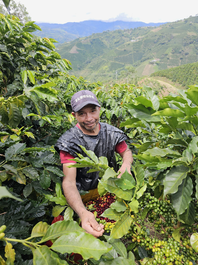 Colombia Huila La Argentina - 36007 - 69.8 kg GrainPro Bags - SPOT RCWHSE