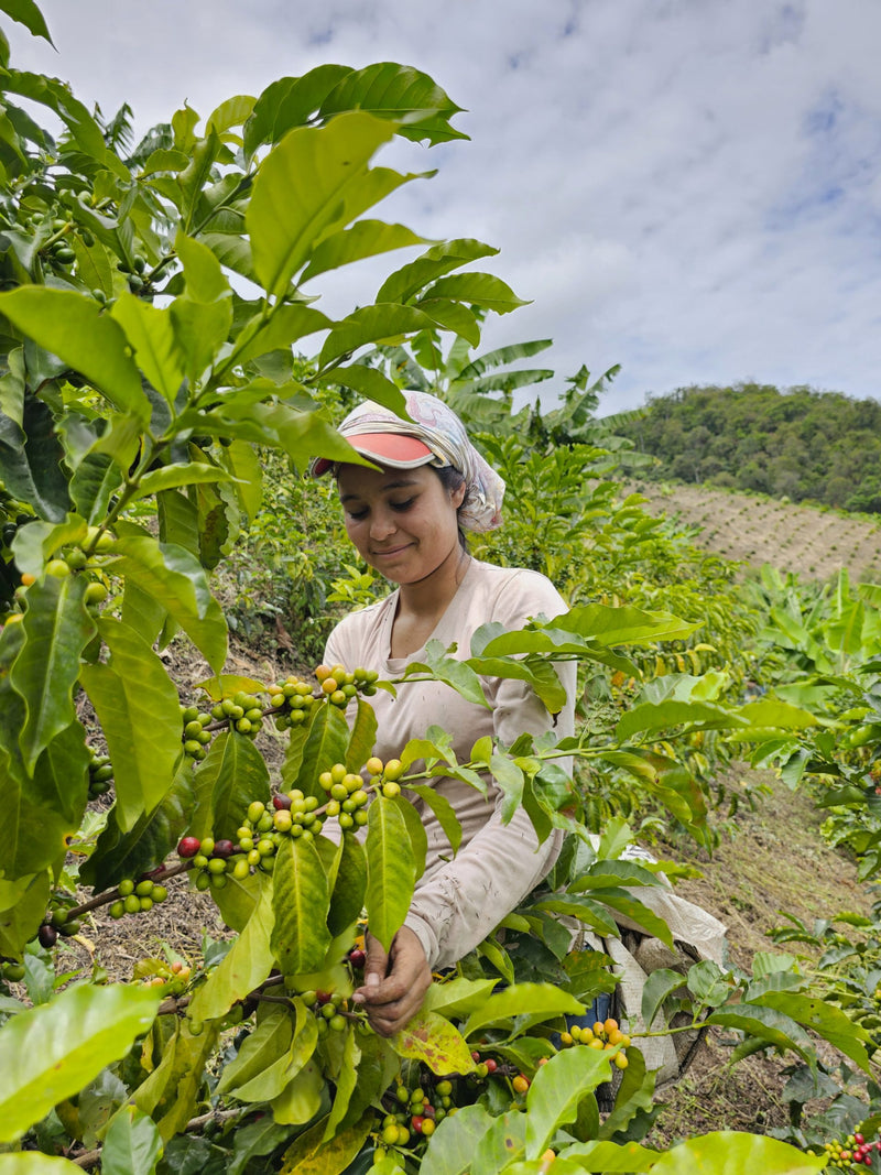 Colombia Huila La Argentina - 36007 - 69.8 kg GrainPro Bags - SPOT RCWHSE