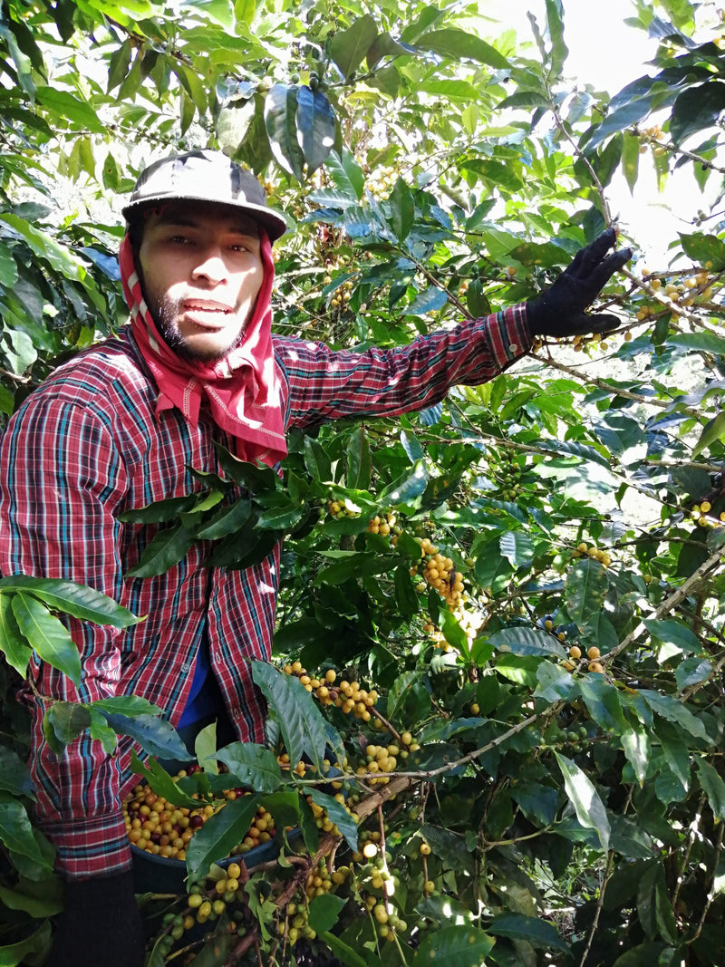 Colombia Huila La Plata AA - *51421* - 24960 - GrainPro Bags - SPOT RCWHSE
