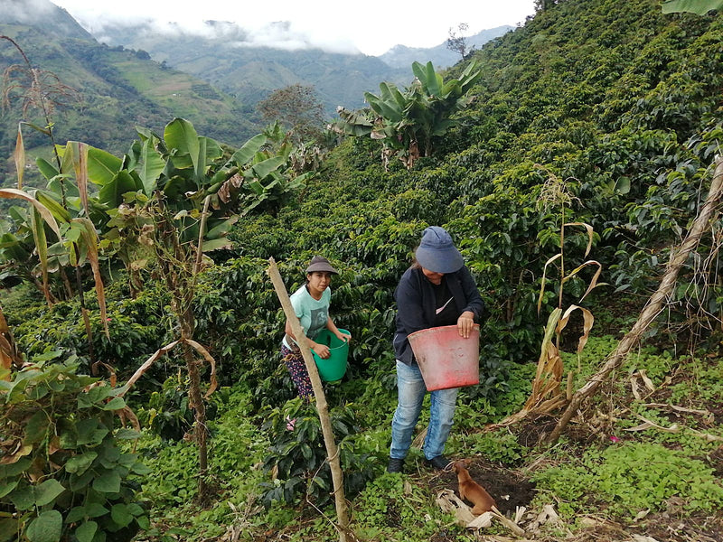 Colombia Huila La Plata - 36008 - 69.8 kg GrainPro Bags - SPOT RCWHSE