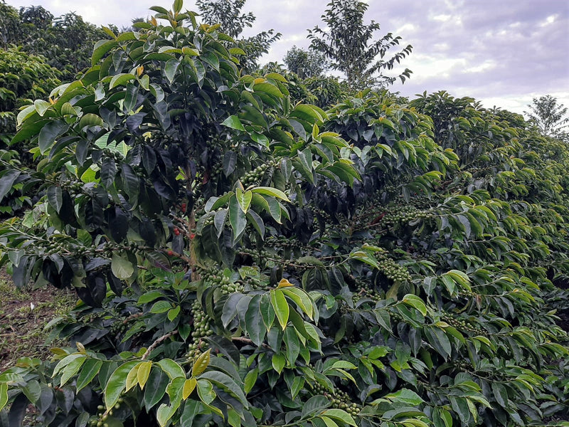 Colombia Huila La Plata AA - *51421* - 24960 - GrainPro Bags - SPOT RCWHSE