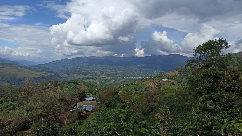 Colombia Huila La Plata - 36008-2 - 69.8 kg GrainPro Bags - SPOT COMIDWEST