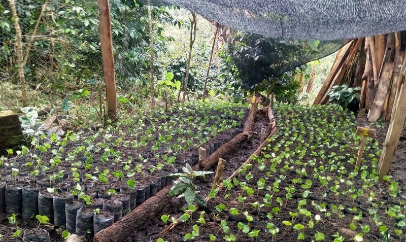 Colombia Huila La Plata AA - *51421* - 24960 - GrainPro Bags - SPOT RCWHSE