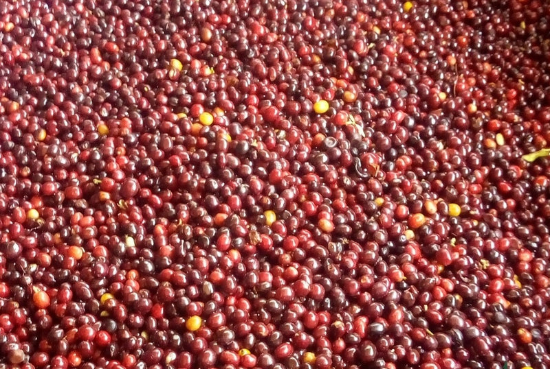 Colombia Huila La Plata - 36008-2 - 69.8 kg GrainPro Bags - SPOT COMIDWEST