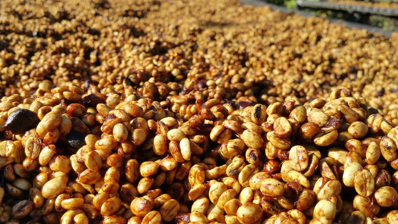 Colombia Huila Las Mieles Honey Gesha - *50488* - 25069 - GrainPro Bags - SPOT RCWHSE