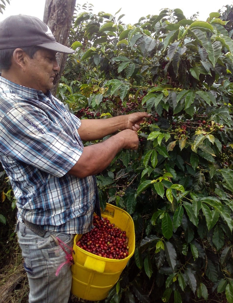 Colombia Huila Milagros Gesha - *50485* - 25071 - GrainPro Bags - SPOT RCWHSE
