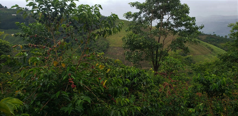 Colombia Huila Milagros Gesha - *50485* - 25071 - GrainPro Bags - SPOT RCWHSE