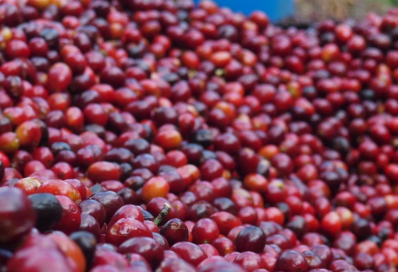 Colombia Huila Mistico Bourbon - *51457* - 25716 - GrainPro Bags - SPOT RCWHSE
