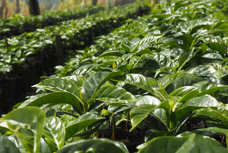 Colombia Huila Mistico Bourbon - *51457* - 25716 - GrainPro Bags - SPOT RCWHSE