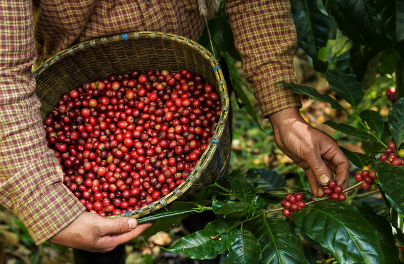 Colombia Huila Mistico Long Fermentation - *50482* - 25072 - GrainPro Bags - SPOT RCWHSE