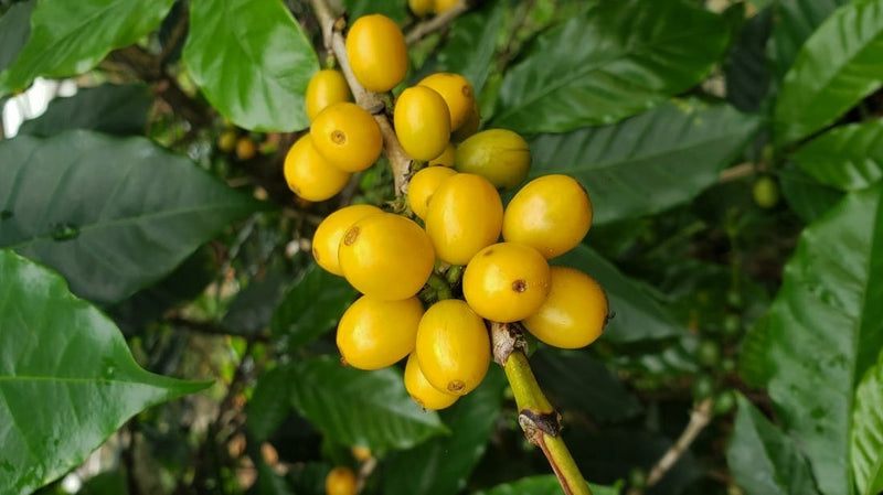 Colombia Huila Mistico Long Fermentation - *50482-2* - 25074 - GrainPro Bags - SPOT RCWHSE