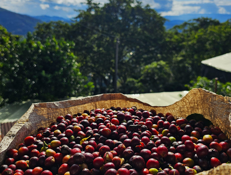 Colombia Huila Natural - 38502 - 70.4 kg GrainPro Bags - SPOT RCWHSE