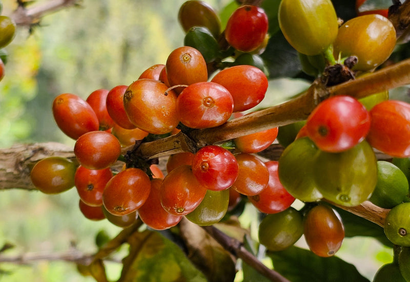 Colombia Huila Natural - 38502 - 70.4 kg GrainPro Bags - SPOT RCWHSE